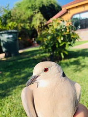 Streptopelia decaocto