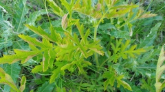 Geum laciniatum