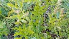 Geum laciniatum