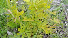 Geum laciniatum