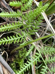 Pteris tremula