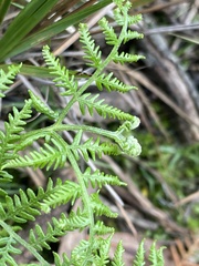 Pteris tremula