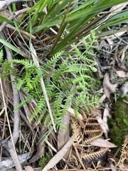 Pteris tremula