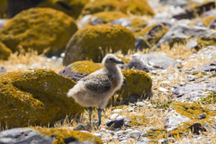 Stercorarius chilensis