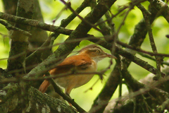 Furnarius leucopus cinnamomeus