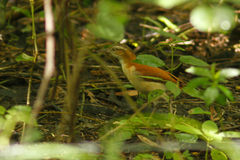 Furnarius leucopus cinnamomeus