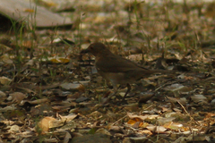 Turdus maculirostris