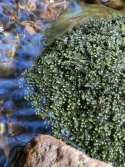 Jubula pennsylvanica