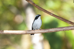 Ficedula westermanni