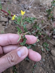 Camissoniopsis robusta