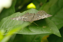 Hamadryas amphichloe