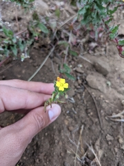 Camissoniopsis robusta