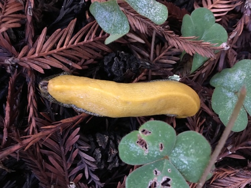 Ariolimax dolichophallus