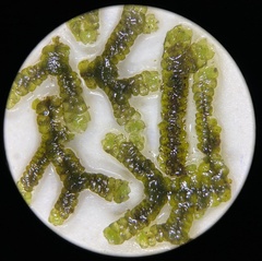 Jubula pennsylvanica