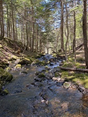 Jubula pennsylvanica