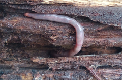 Dendrodrilus rubidus