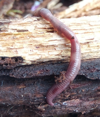 Dendrodrilus rubidus