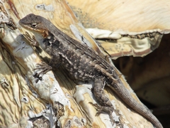 Sceloporus parvus