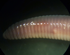 Dendrodrilus rubidus