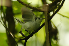 Polioptila bilineata