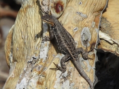 Sceloporus parvus