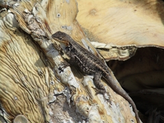 Sceloporus parvus