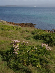 Anisotome latifolia