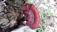 Ganoderma
