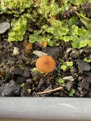 Pholiotina gracilenta