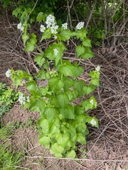 Alliaria petiolata