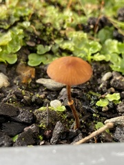 Pholiotina gracilenta