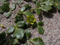 Ranunculus acaulis