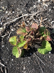 Pelargonium australe
