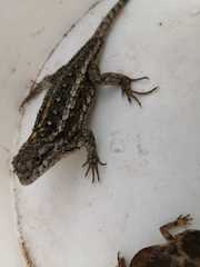 Sceloporus cautus