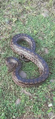 Epicrates maurus