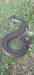 Epicrates maurus