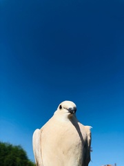 Streptopelia decaocto