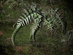 Asplenium × trudellii