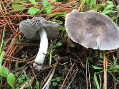Tricholoma terreum image