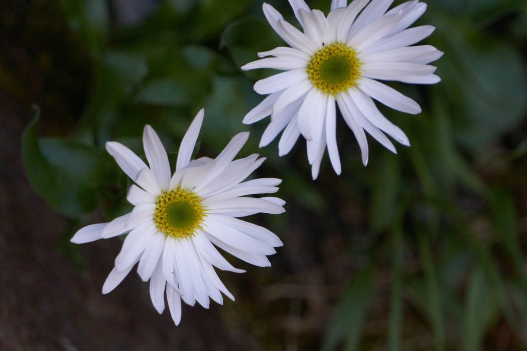 Howell's Daisy from Multnomah County, OR, USA on May 12, 2021 at 05:49 ...