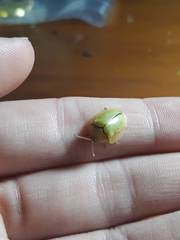 Paraselenis