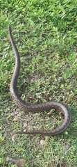 Epicrates maurus