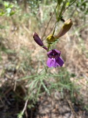 Penstemon heterophyllus australis