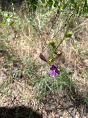 Penstemon heterophyllus australis