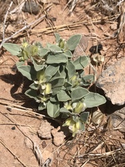 Acleisanthes nevadensis