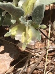 Acleisanthes nevadensis