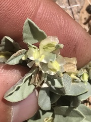 Acleisanthes nevadensis