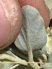 Acleisanthes nevadensis