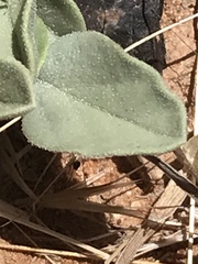 Acleisanthes nevadensis