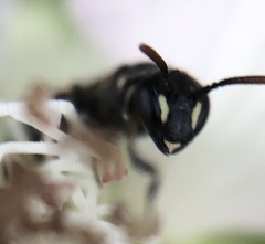 Hylaeus mesillae cressoni